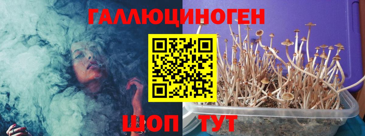 где продают   Вход с VPN  Алексин  Псилоцибиновые грибы мицелий 
